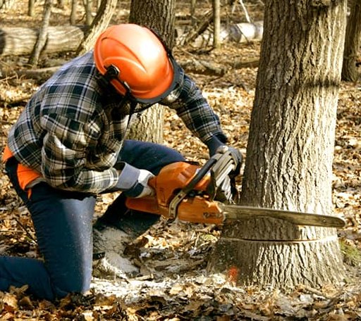Tree Removal in White Stone, VA